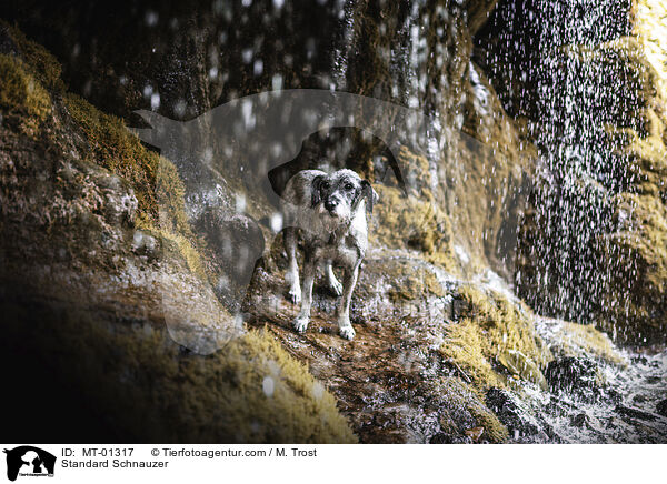 Mittelschnauzer / Standard Schnauzer / MT-01317