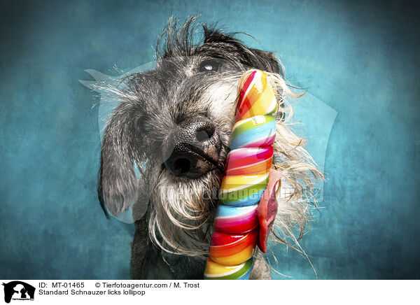 Mittelschnauzer leckt an Lolli / Standard Schnauzer licks lollipop / MT-01465