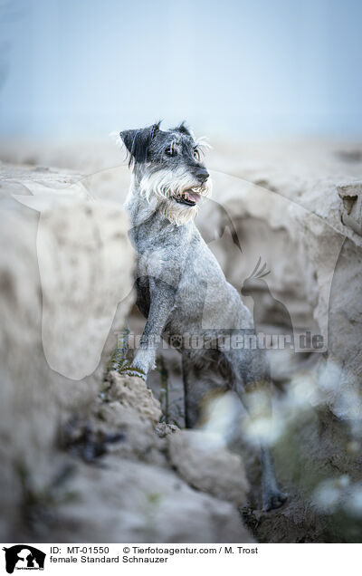 female Standard Schnauzer / MT-01550