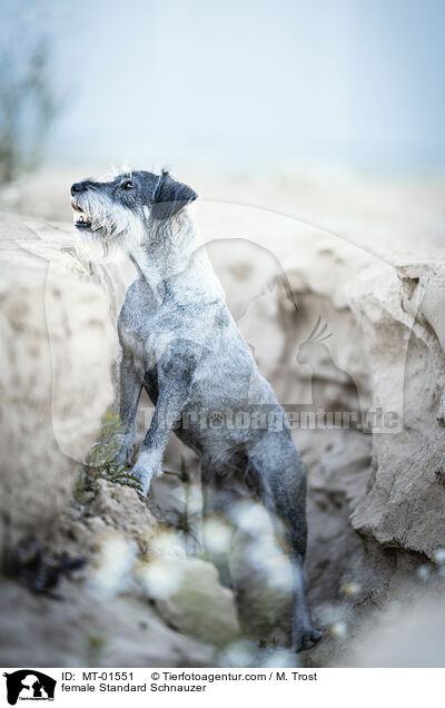 female Standard Schnauzer / MT-01551