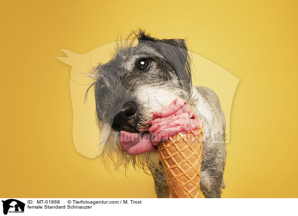 female Standard Schnauzer / MT-01668