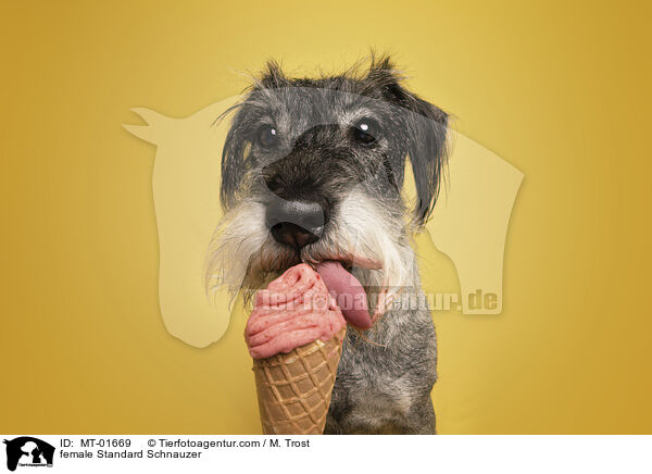 Mittelschnauzer Hndin / female Standard Schnauzer / MT-01669
