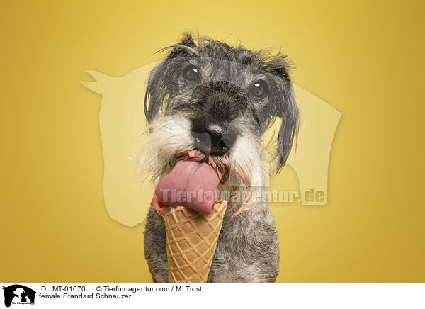 female Standard Schnauzer / MT-01670