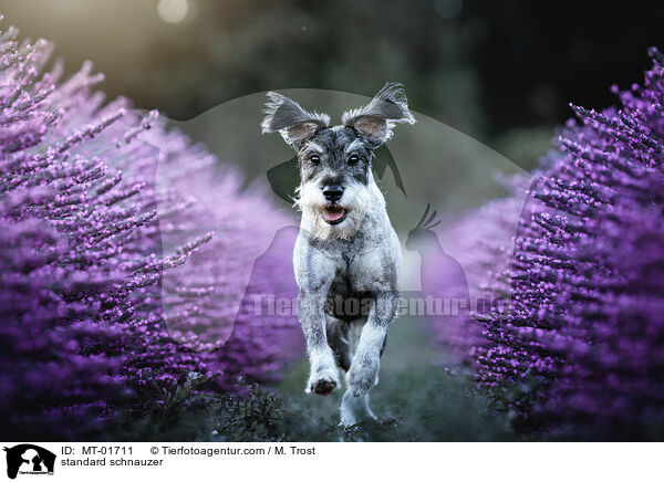 standard schnauzer / MT-01711