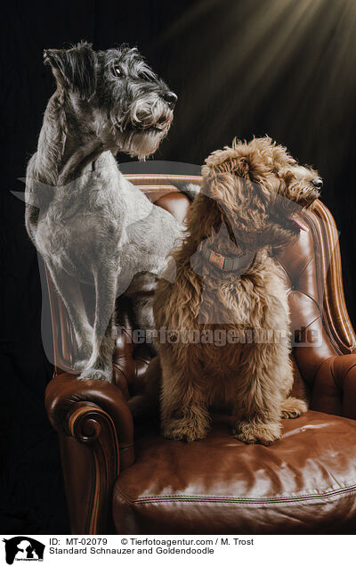 Mittelschnauzer und Goldendoodle / Standard Schnauzer and Goldendoodle / MT-02079