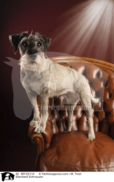 Mittelschnauzer / Standard Schnauzer / MT-02110