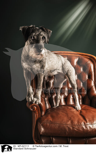 Mittelschnauzer / Standard Schnauzer / MT-02111