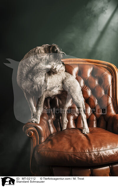 Mittelschnauzer / Standard Schnauzer / MT-02112