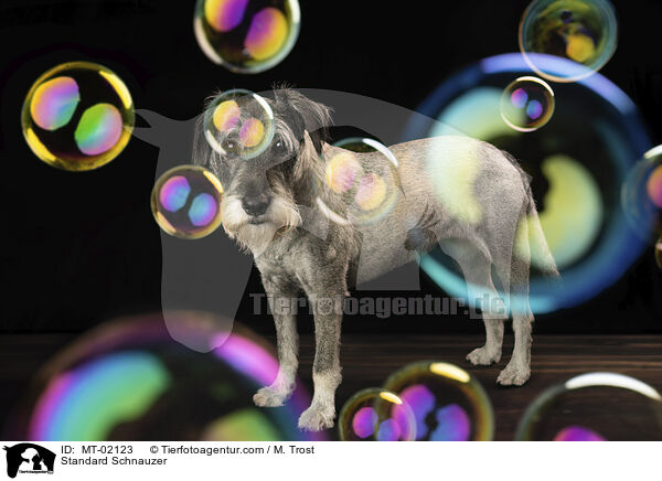Mittelschnauzer / Standard Schnauzer / MT-02123