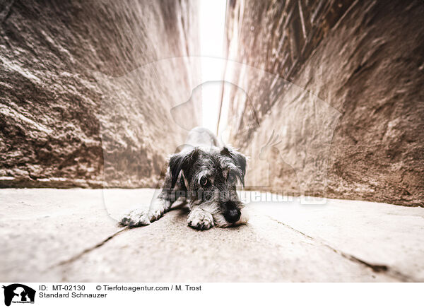 Mittelschnauzer / Standard Schnauzer / MT-02130