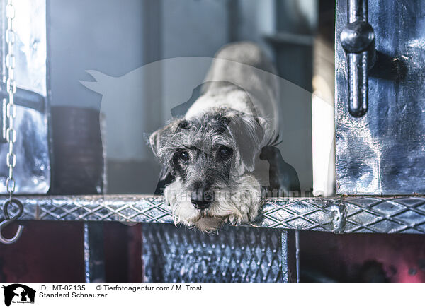Mittelschnauzer / Standard Schnauzer / MT-02135