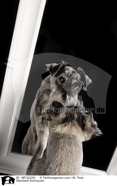 Mittelschnauzer / Standard Schnauzer / MT-02250