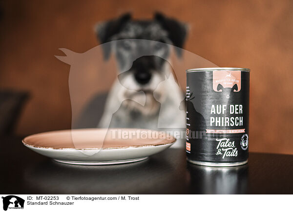 Mittelschnauzer / Standard Schnauzer / MT-02253