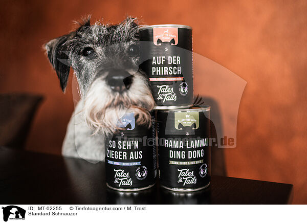 Mittelschnauzer / Standard Schnauzer / MT-02255