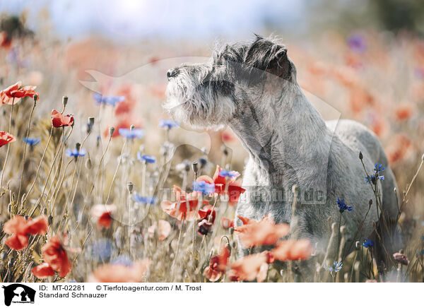 Mittelschnauzer / Standard Schnauzer / MT-02281