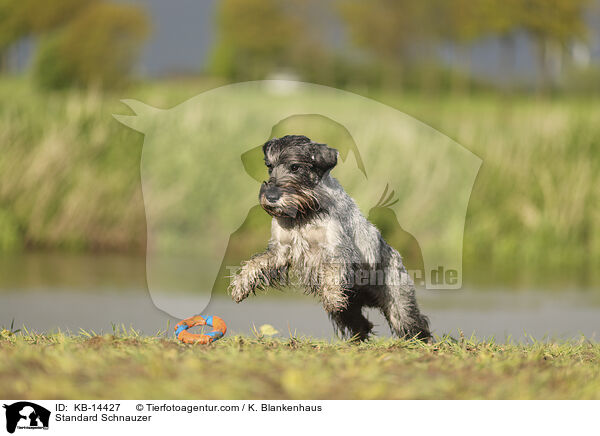 Mittelschnauzer / Standard Schnauzer / KB-14427