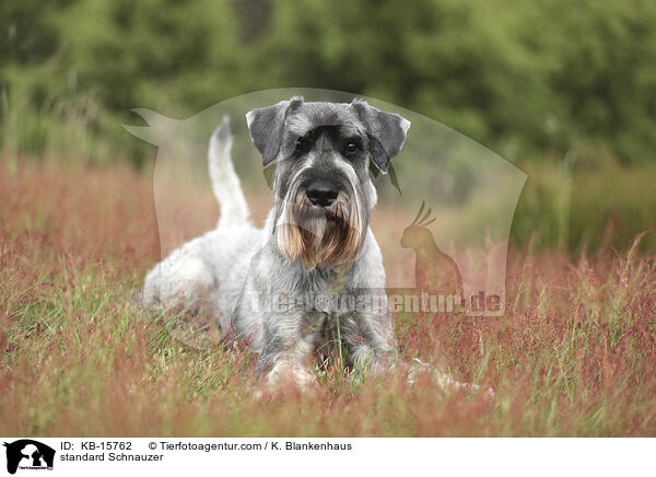 standard Schnauzer / KB-15762