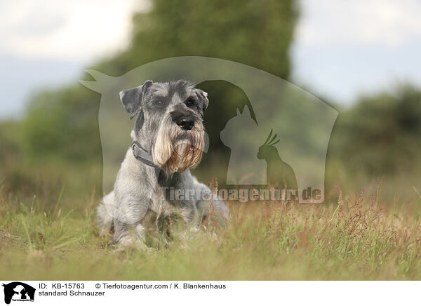 standard Schnauzer / KB-15763