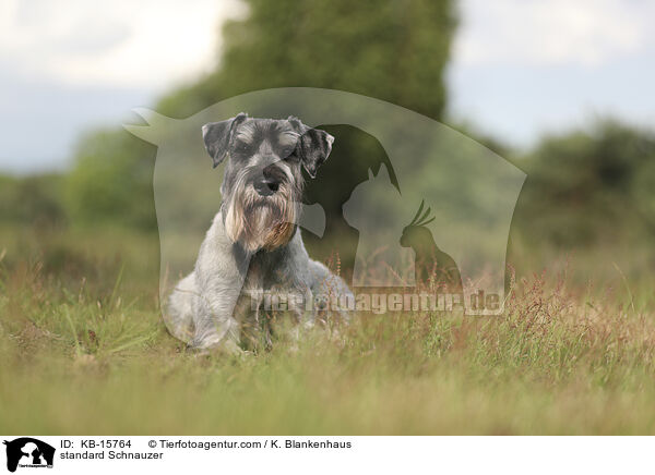 standard Schnauzer / KB-15764