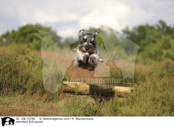 standard Schnauzer / KB-15766