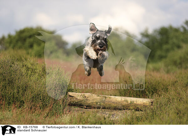 Mittelschnauzer / standard Schnauzer / KB-15768