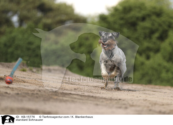 standard Schnauzer / KB-15776