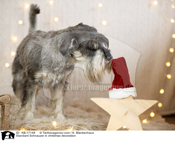 Mittelschnauzer in Weihnachtsdekoration / Standard Schnauzer in christmas decoration / KB-17148