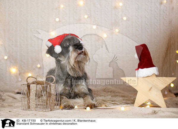 Mittelschnauzer in Weihnachtsdekoration / Standard Schnauzer in christmas decoration / KB-17150