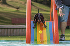 Standard Schnauzer with man