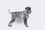 Standard Schnauzer in front of white background