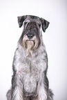 Standard Schnauzer in front of white background