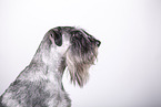 Standard Schnauzer in front of white background