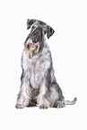 Standard Schnauzer in front of white background