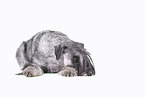 Standard Schnauzer in front of white background