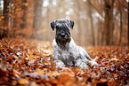 Standard Schnauzer in autumn