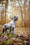 Standard Schnauzer in autumn