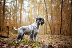 Standard Schnauzer in autumn