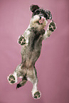 Standard Schnauzer from below