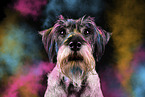 Standard Schnauzer