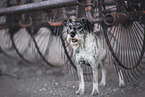 Standard Schnauzer