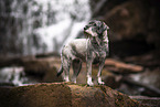 Standard Schnauzer