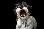 Standard Schnauzer