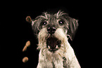 Standard Schnauzer