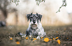 Standard Schnauzer