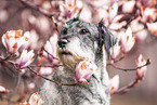 Standard Schnauzer