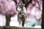 Standard Schnauzer