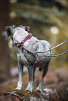 Standard Schnauzer