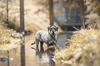 Standard Schnauzer