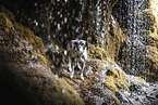 Standard Schnauzer