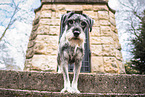 Standard Schnauzer